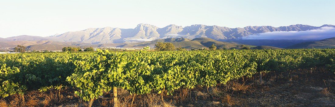 Vineyards near Tulbagh, Robertson, S. Africa