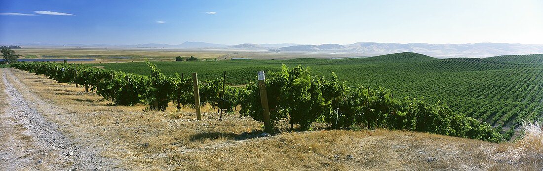 Wine-growing near Carneros, California, USA