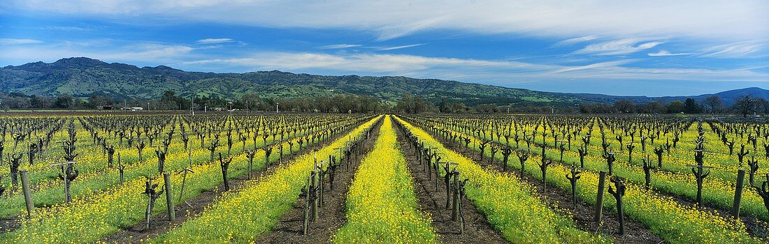 Flowering charlock in spring, Napa Valley, California, USA