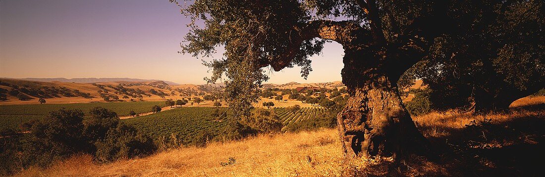 Weinberg der Firestone Winery, Santa Ynez Valley, USA