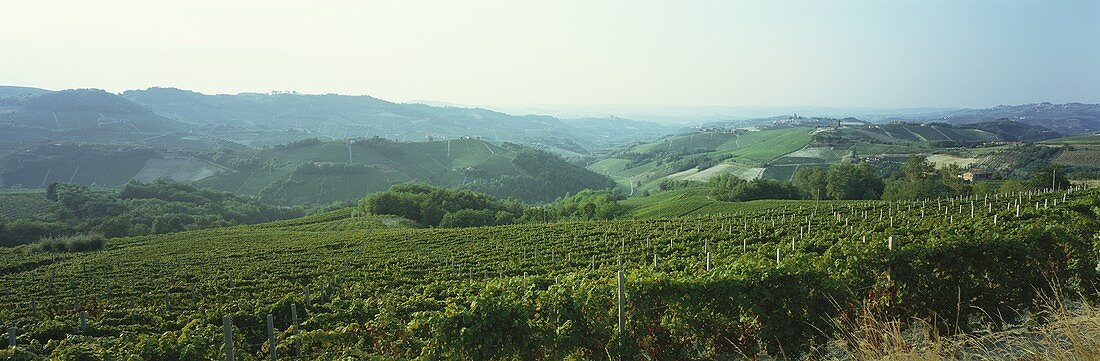 Weinbau um Serralunga d'Alba, Piemont, Italien