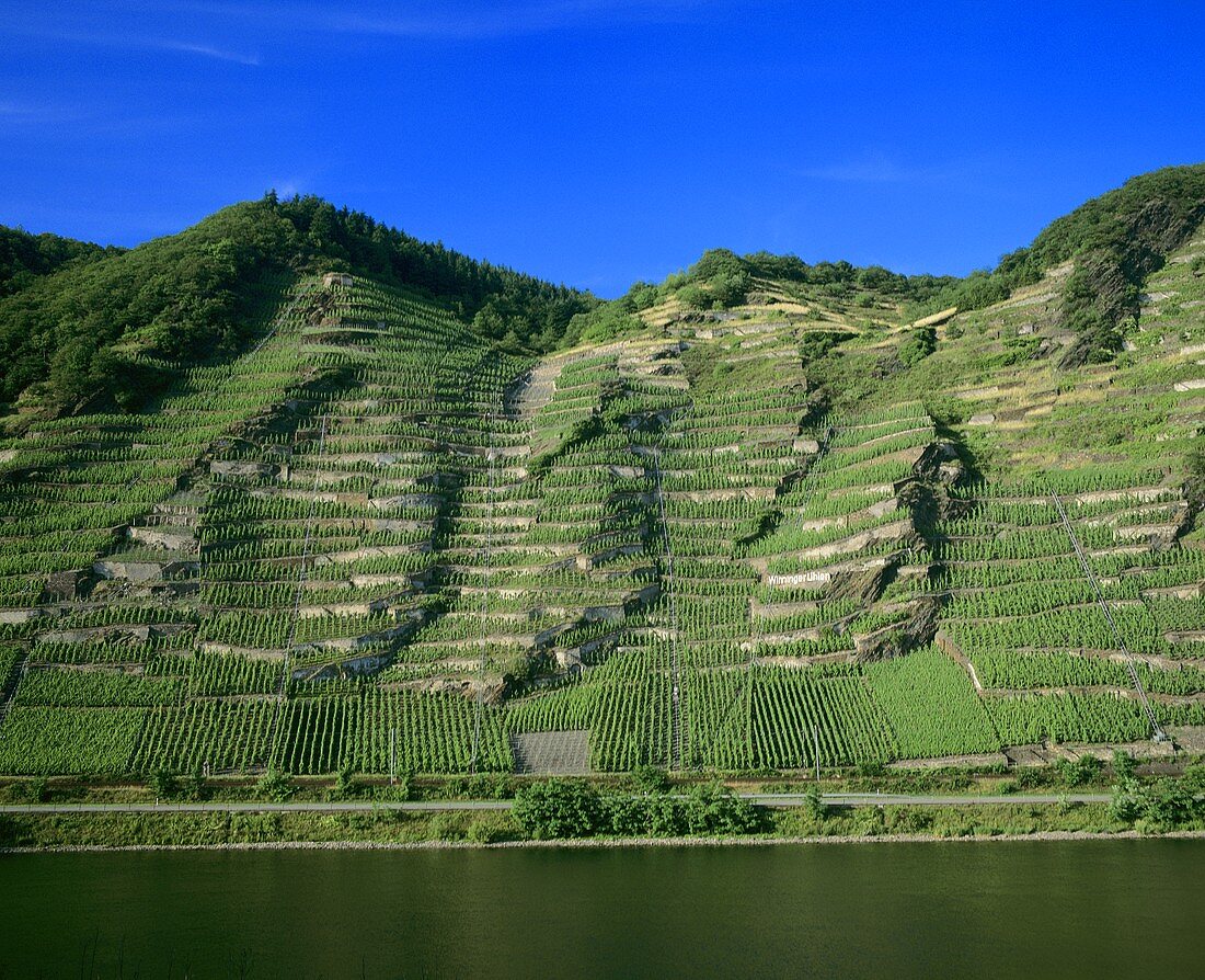 'Winninger Uhlen' individual vineyard site, Mosel-Saar-Ruwer, DE