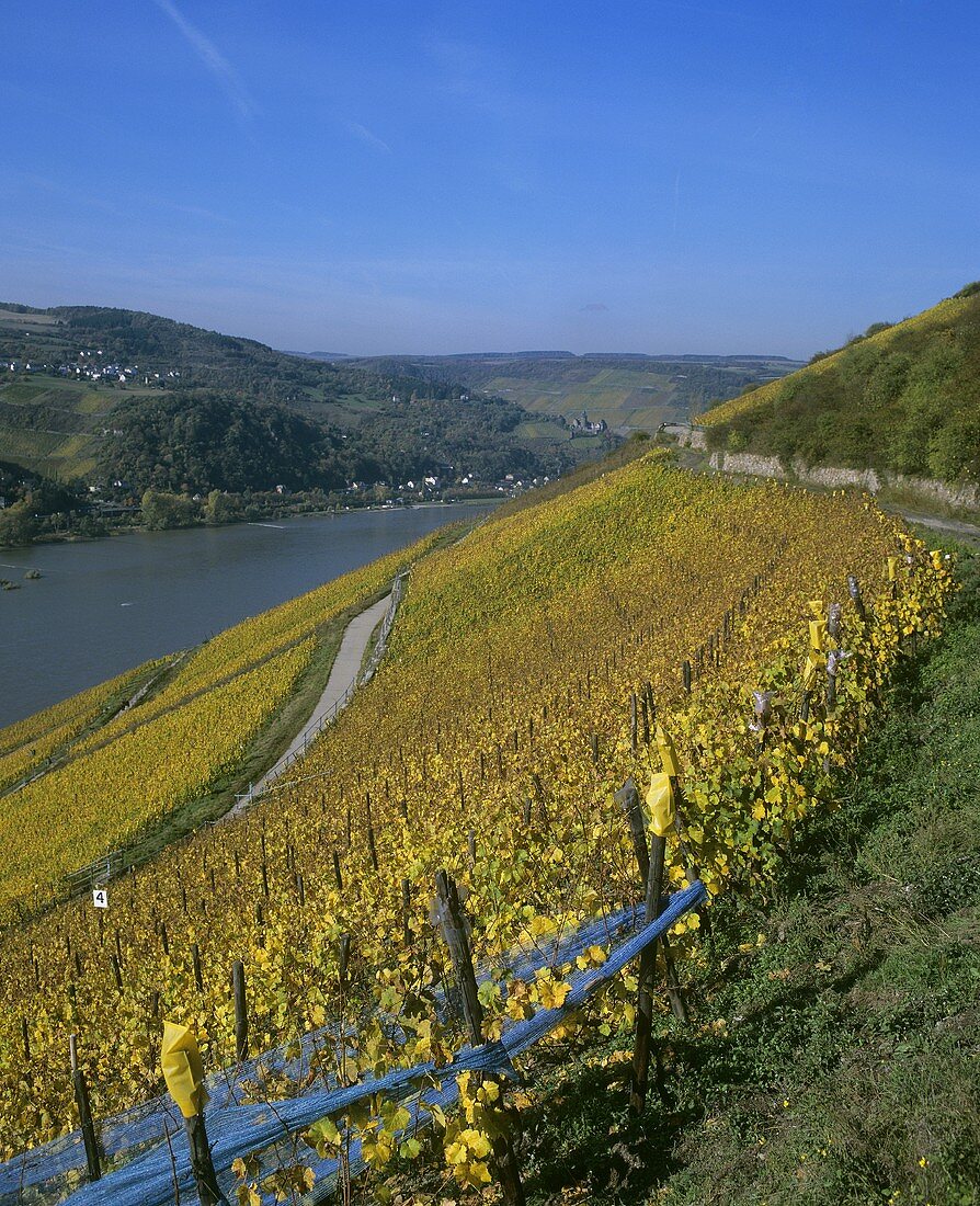Blick über Weinberge im Rheingau, Deutschland