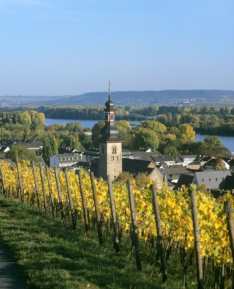 Blick über Rüdesheim am Rhein, Rheingau, Deutschland
