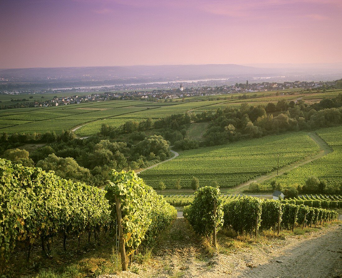 Blick über Weinberge auf Hallgarten, Deutschland