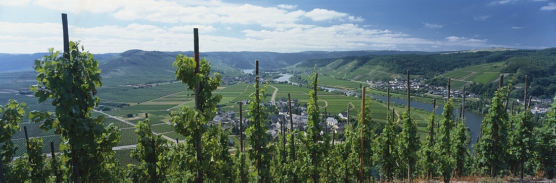 Weinanbaugebiet an der Mosel, Mosel-Saar-Ruwer, Deutschland