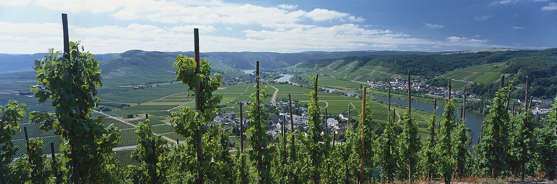 Wine-growing region on the Mosel, Mosel-Saar-Ruwer, Germany