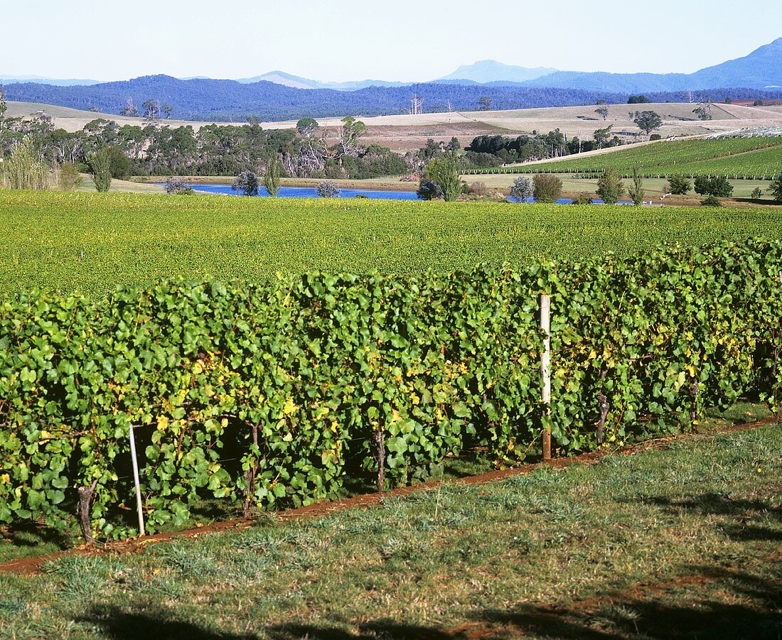 Pipers Brook Winery, Tasmanien, Australien
