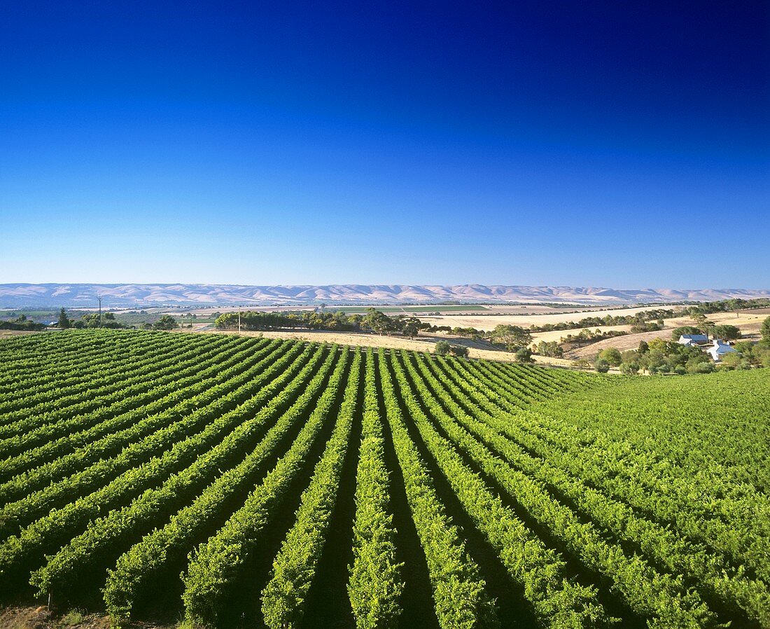 Wine-growing near McLaren Vale, S. Australia