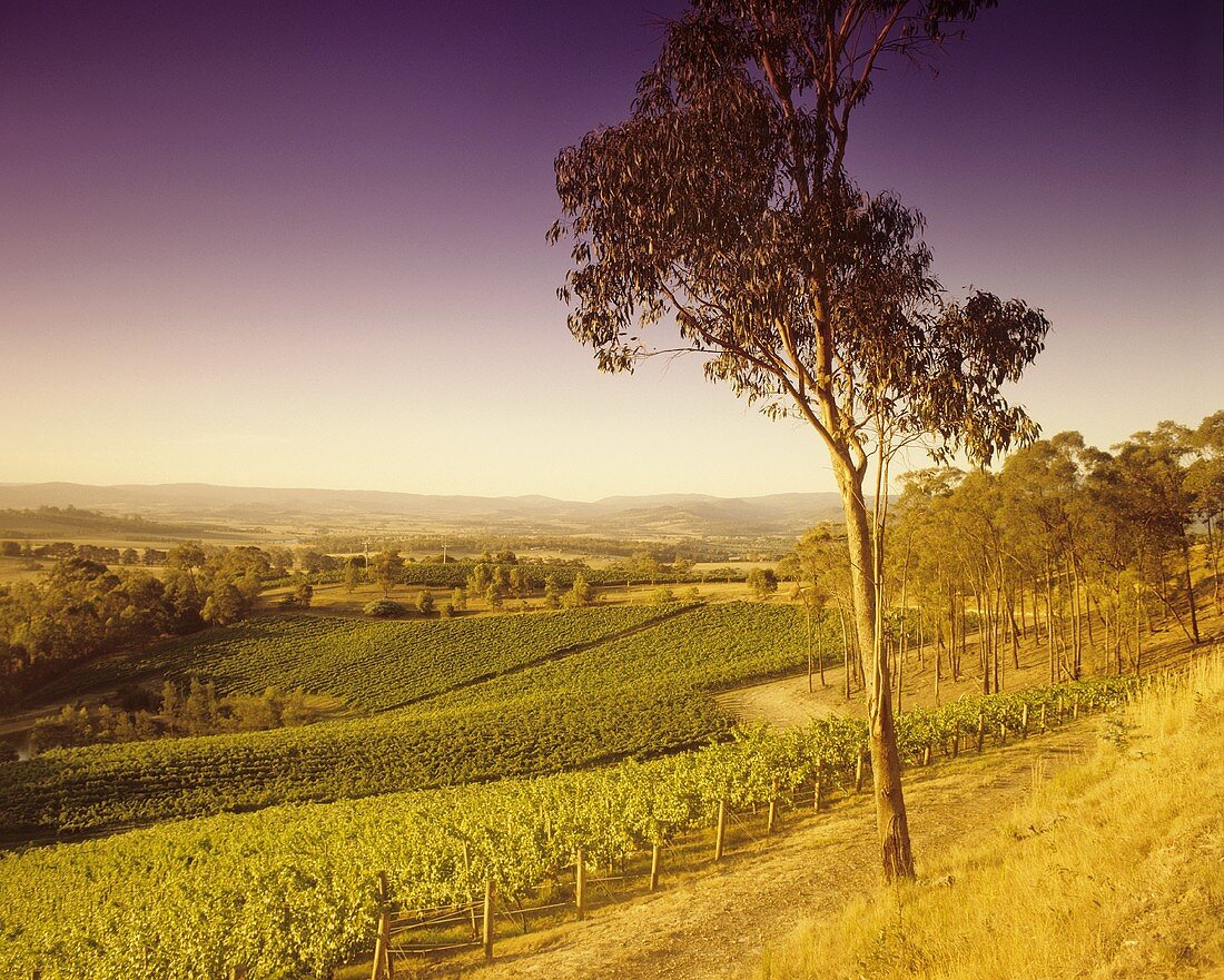 Weinberg des Guts Coldstream Hills, Yarra Valley, Australien