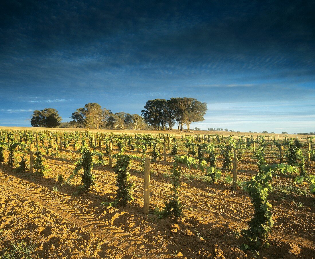Weinbau um Rutherglen, Victoria, Australien