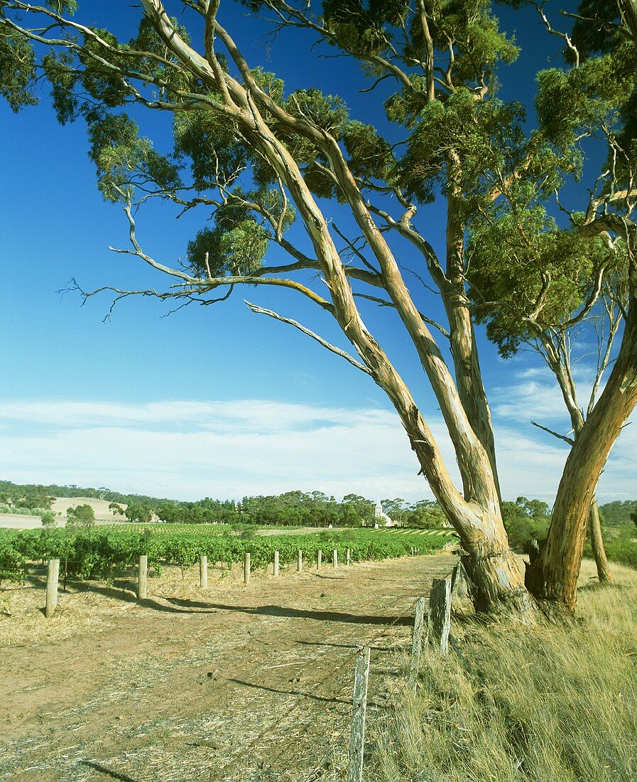 Henschke's Weinberg 'Hill of Grace', Eden Valley, Australien