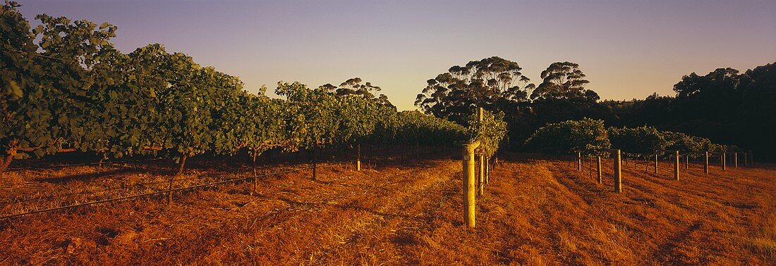 Wine-growing around Margaret River, W. Australia