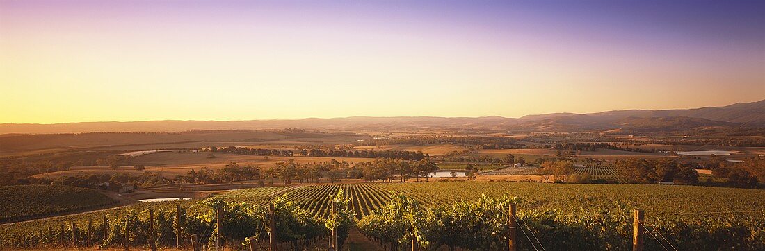 Vineyard of Coldstream Hills Estate, Yarra Valley, Australia