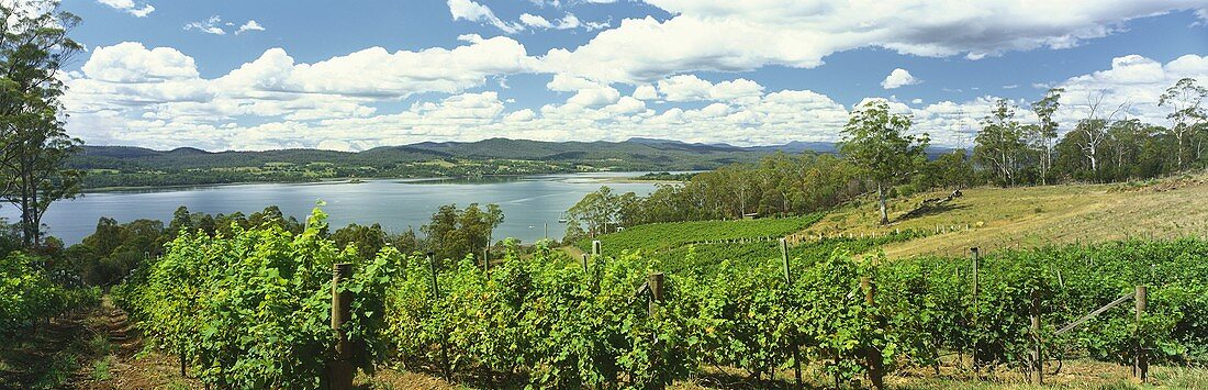 Marion's Vineyard, Deviot, Tamar Valley, Tasmanien