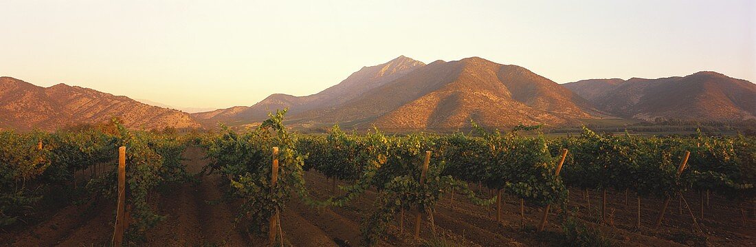 Weinberg der Vina Errazuriz, Aconcagua Valley, Chile