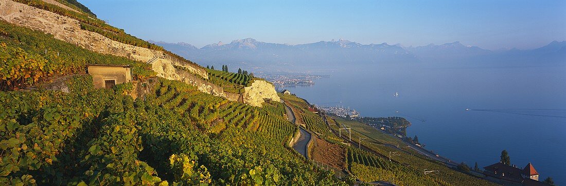 Blick über Weinberg auf den Genfer See, Waadtland, Schweiz