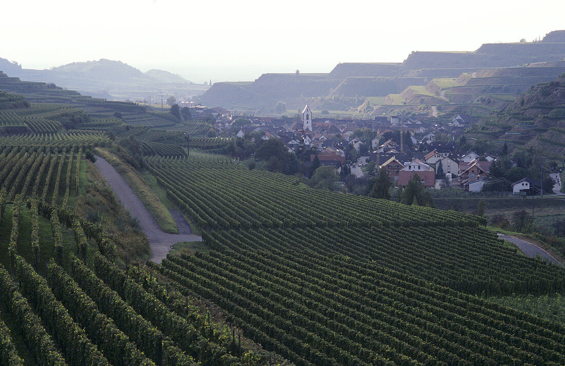 View of Oberbergen from Kaiserstuhl, Germany