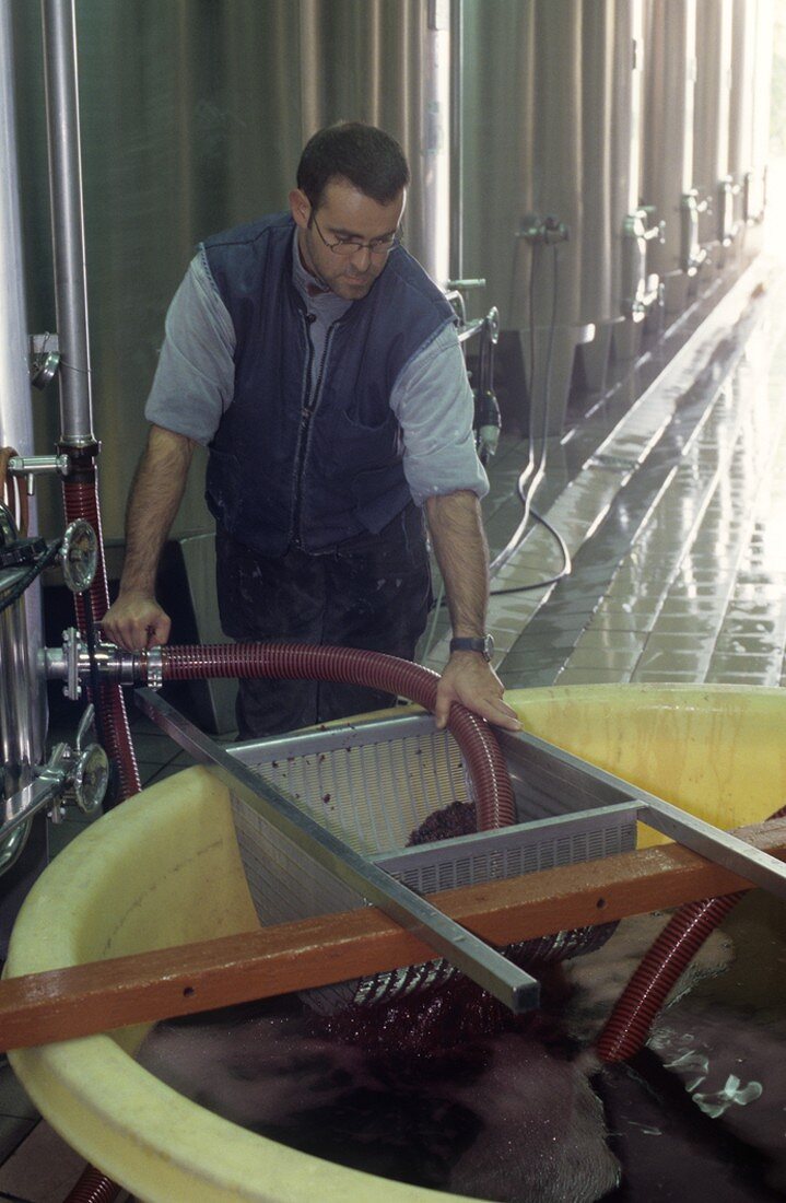 Soutirage von Rotwein in einem Weingut, Medoc, Frankreich