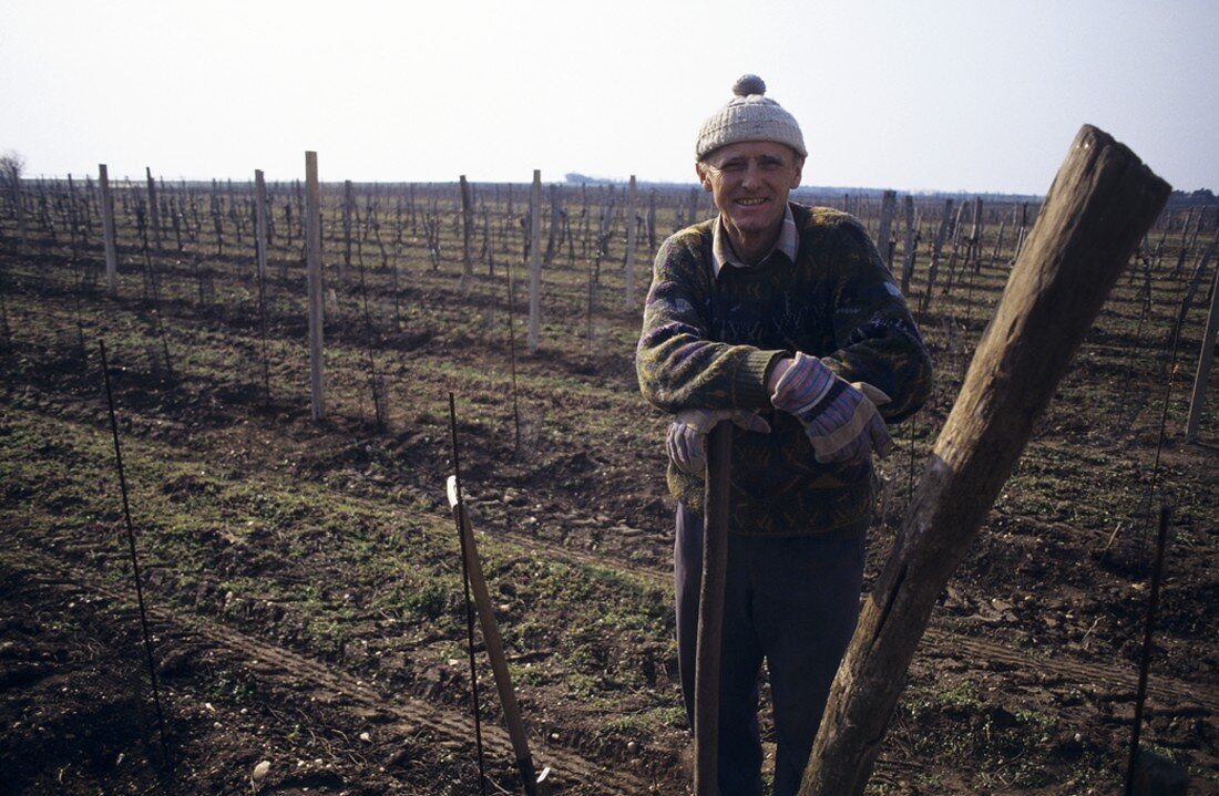 Winterarbeit im Weinberg, Winden, Burgenland, Österreich