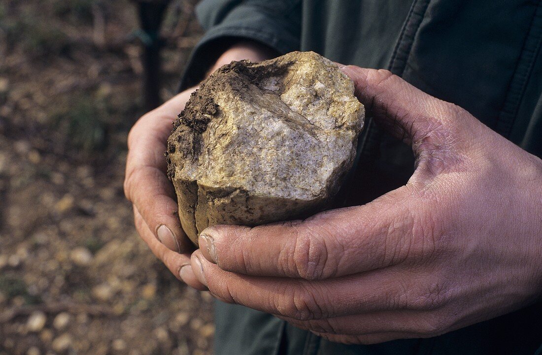 Wine grower, Weingut Umathum holding a stone, Burgenland, Austria