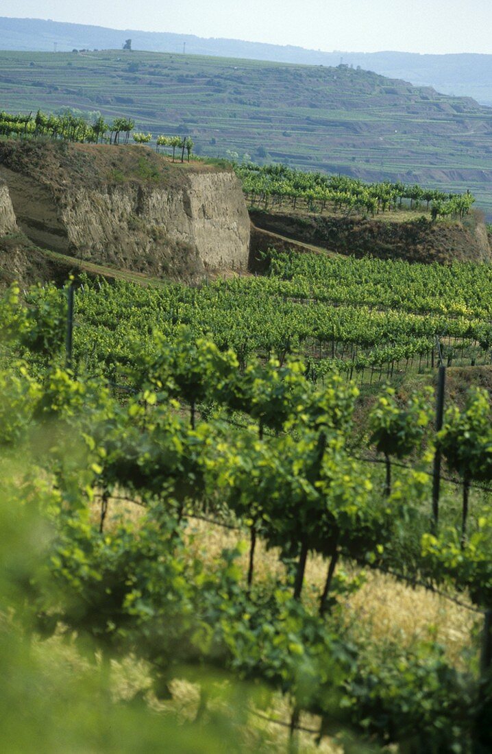 Vineyards on loess terraces in the Kamptal, Austria