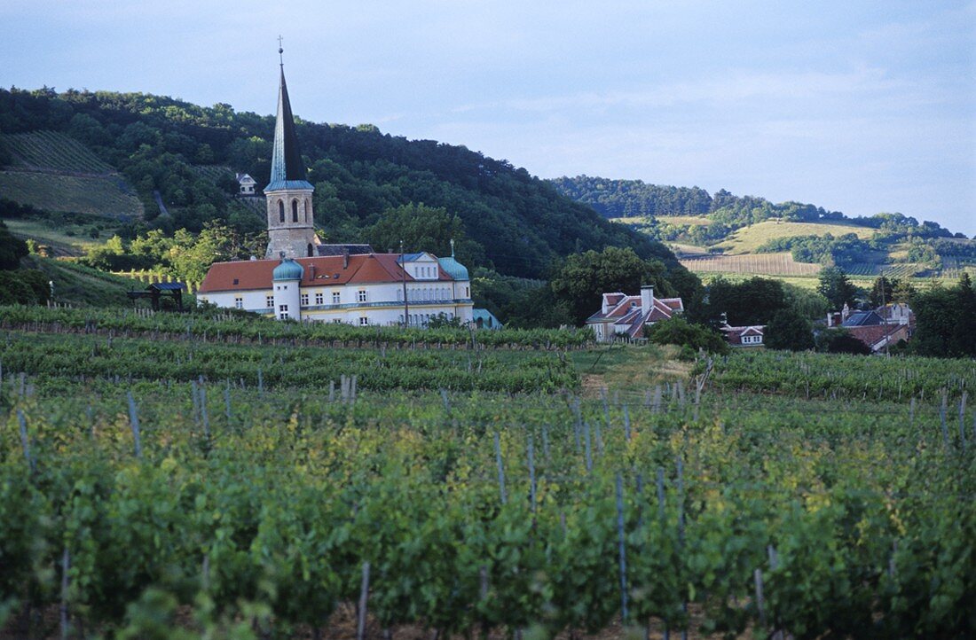 Weinbau bei Gumboldskirchen, Niederösterreich, Österreich
