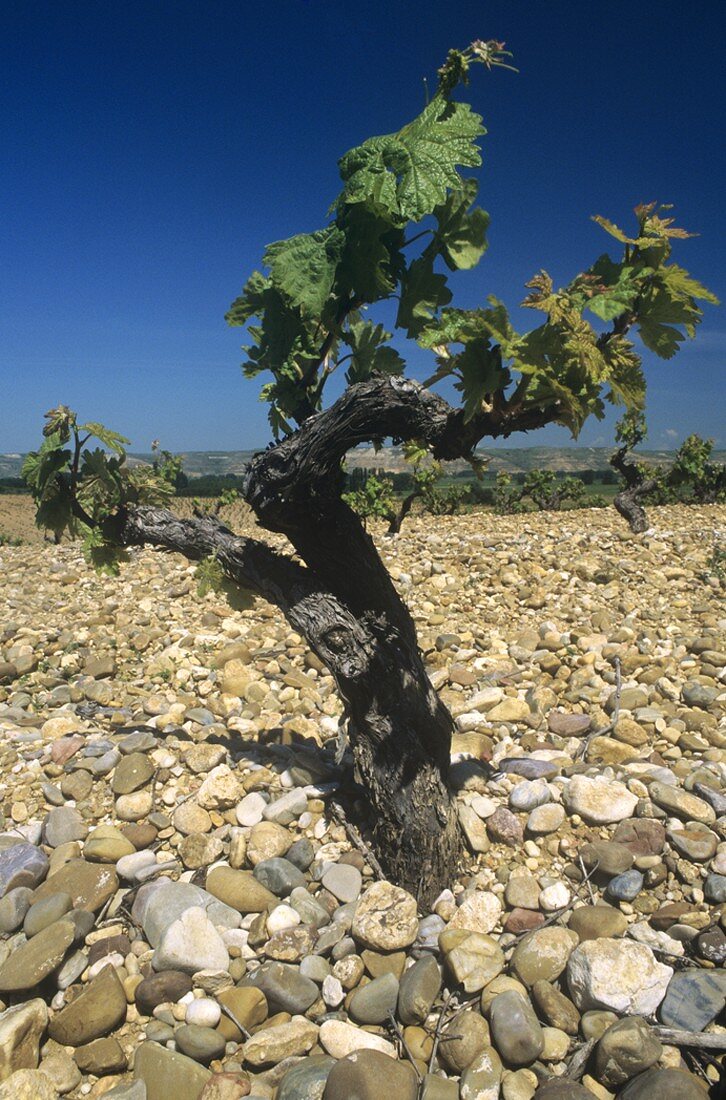 Old Tempranillo vine, Ribera del Duero, Spain