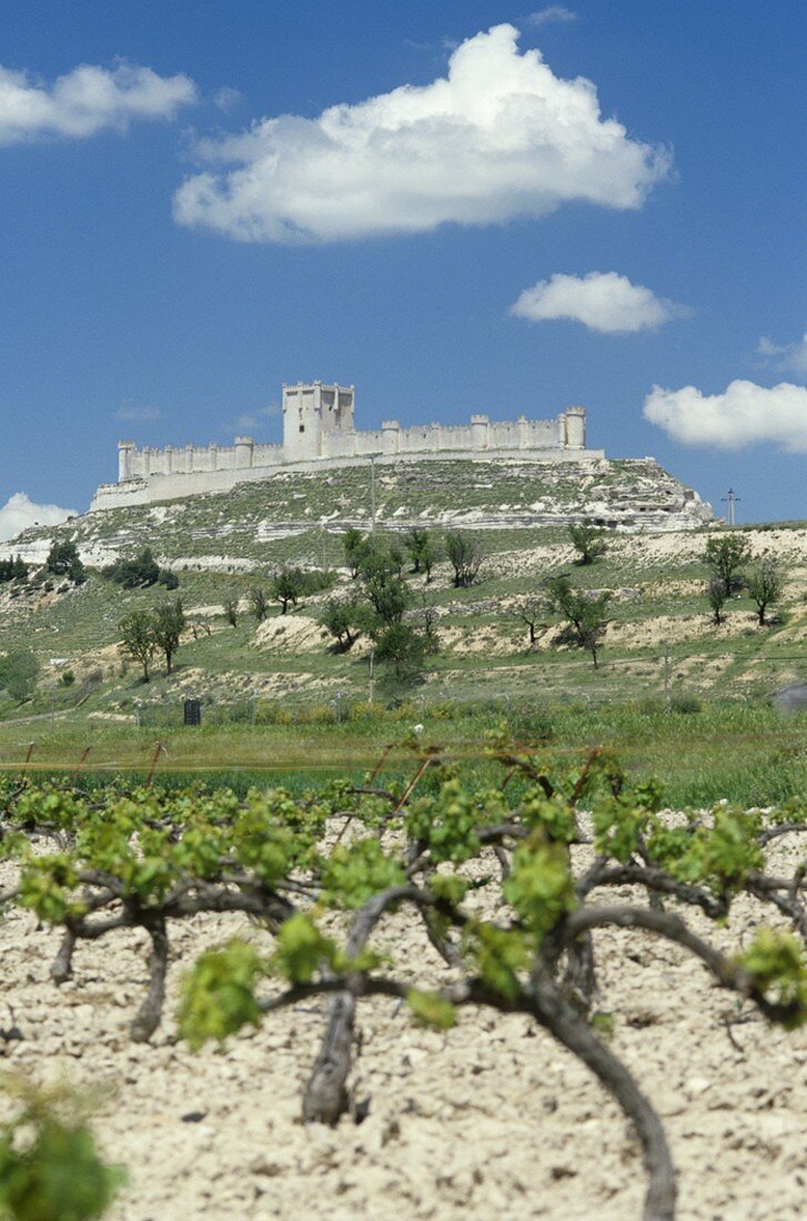 Peñafiel Castle with vines in foreground, Ribera del Duero, Spain