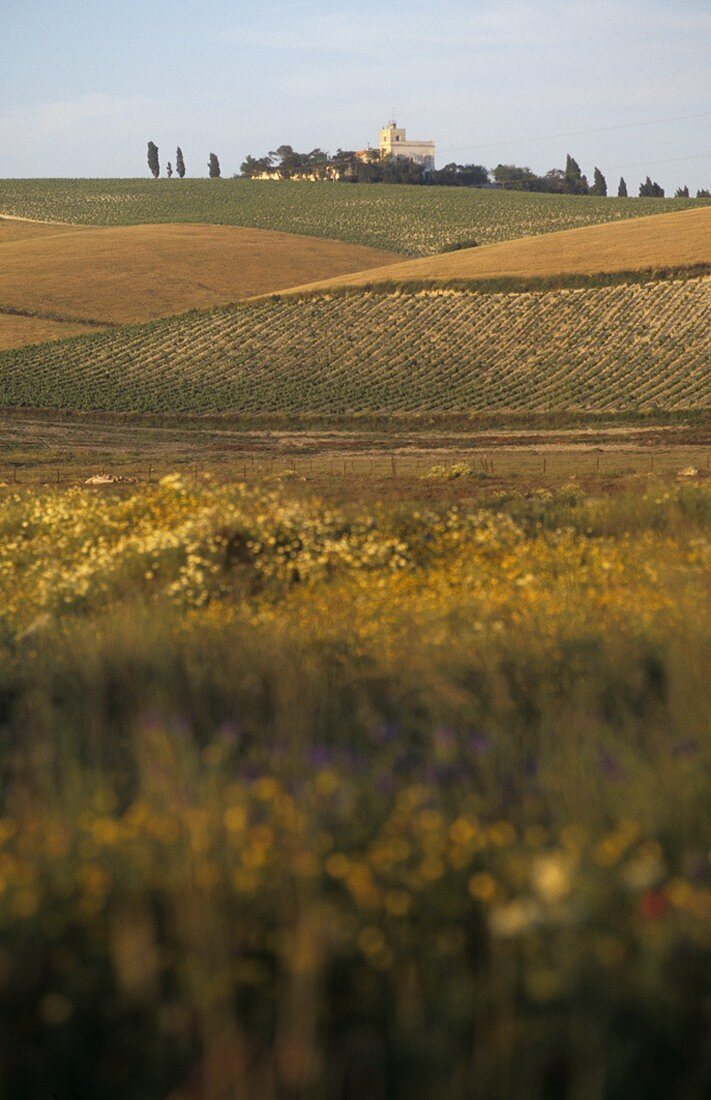 Sherry vineyards in spring, Jerez, Andalusia, Spain