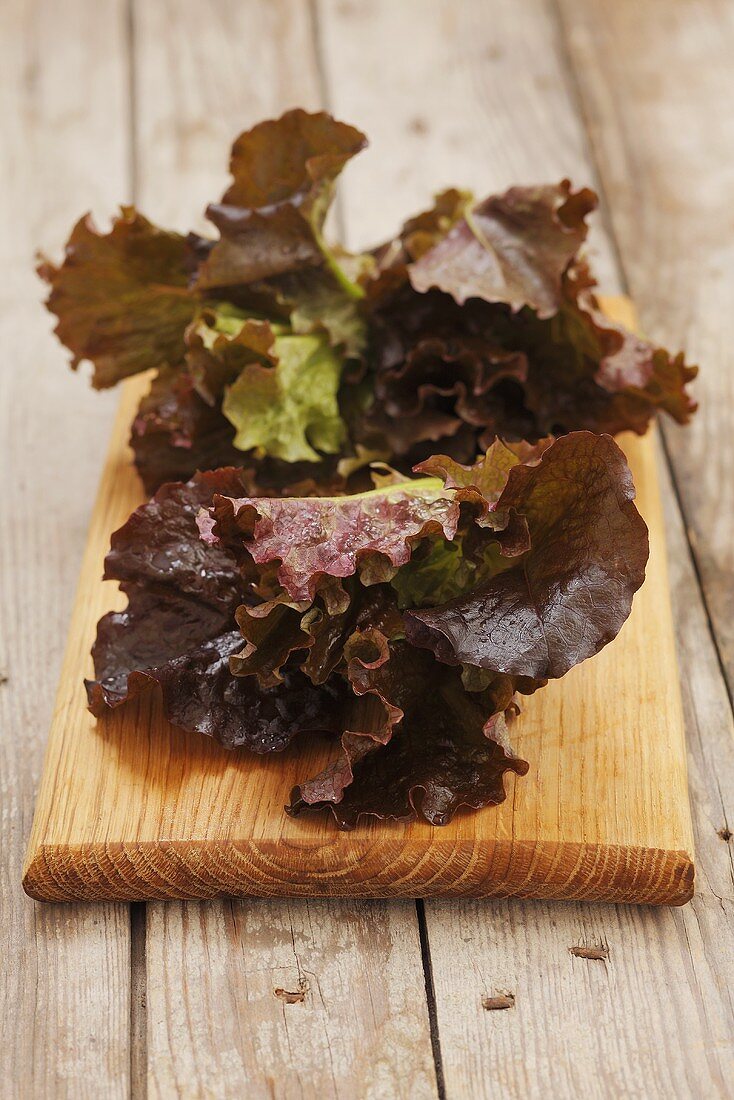 Young lollo rosso lettuce on a wooden board