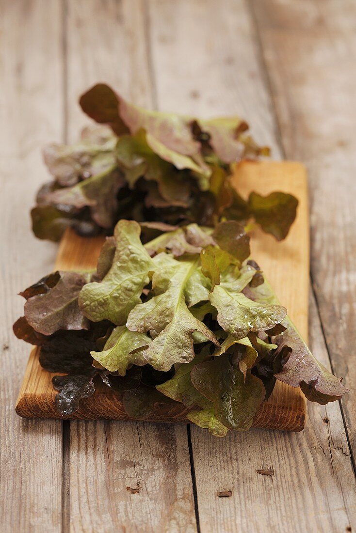 Oak leaf lettuce on a wooden board