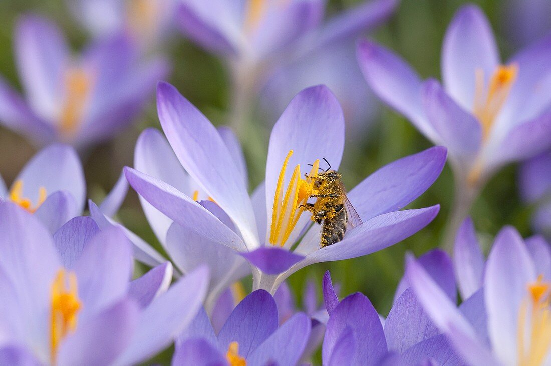 Krokusse mit einer Biene