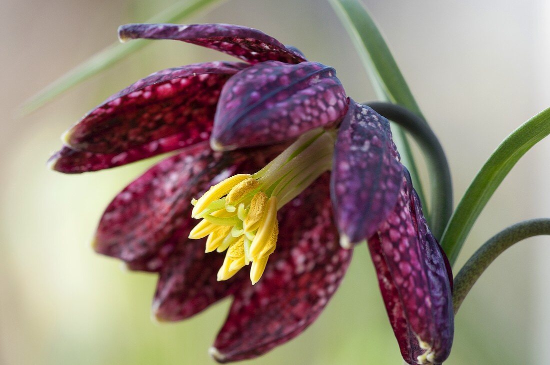 Chess flower (Fritillaria Meleagris)