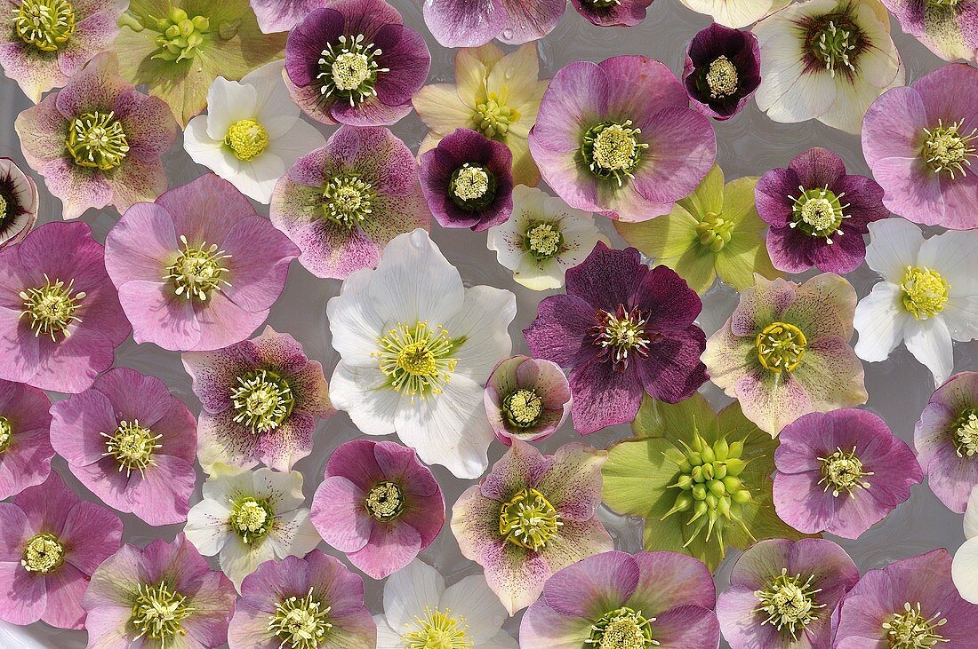 Viele Christrosenblüten von oben