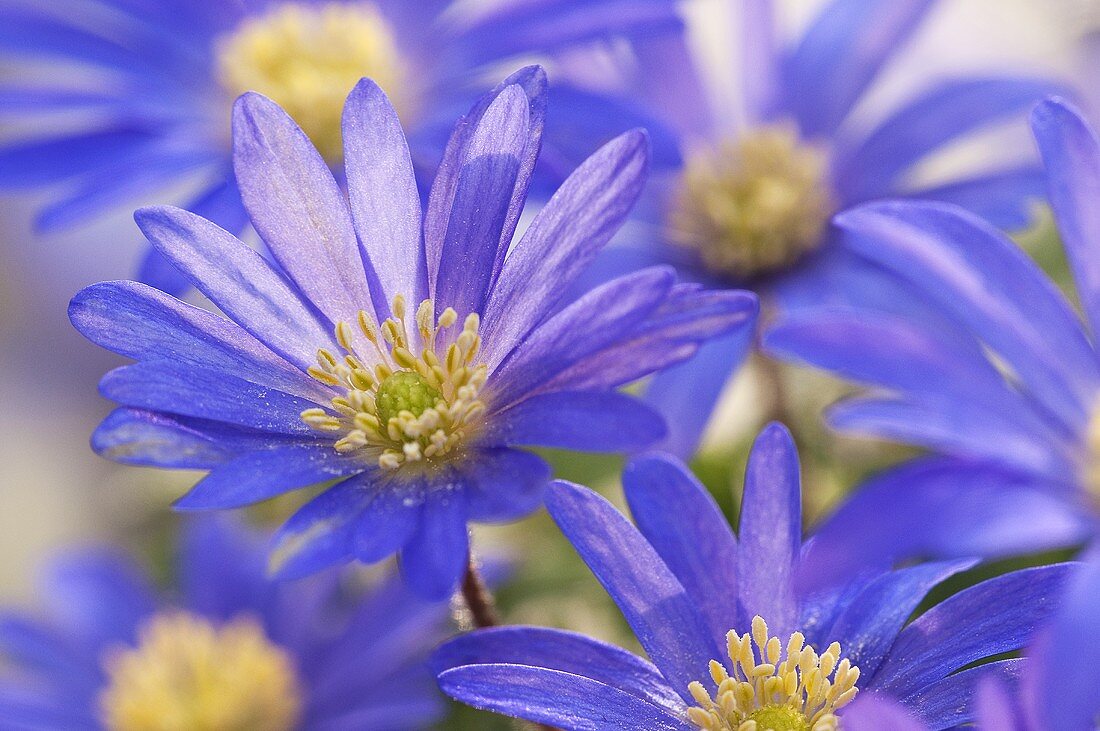 Grecian windflowers (Anemone blanda)