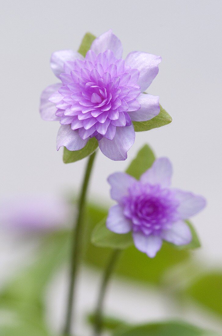 Japanese liverwort flower (hepatica japonica orihime)