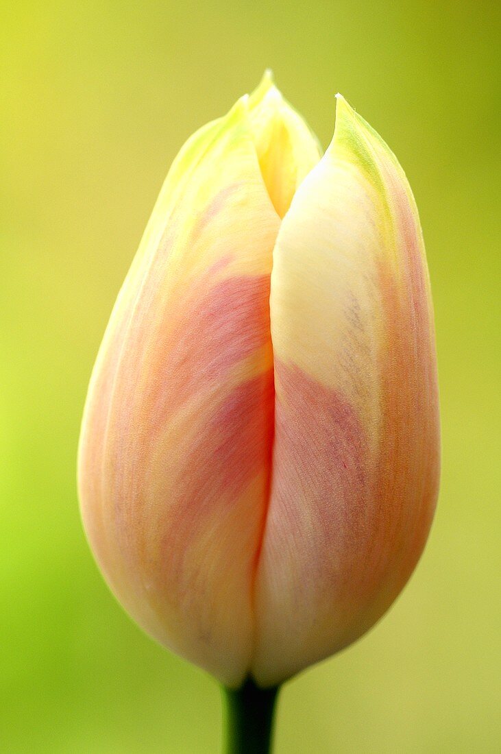 Eine lachsrosa Tulpenblüte (Nahaufnahme)