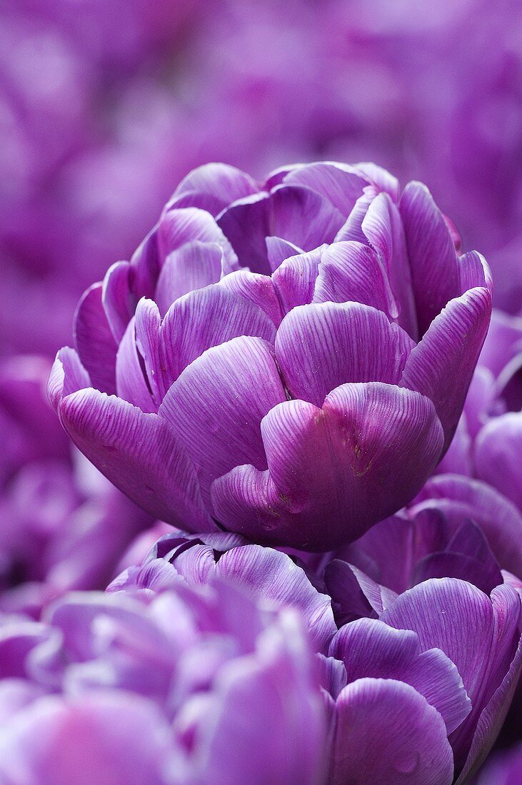 Blue Diamond tulips