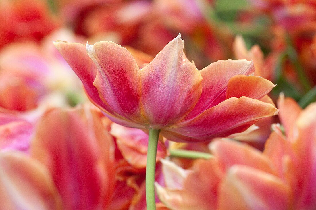 Willem van Oranje tulips