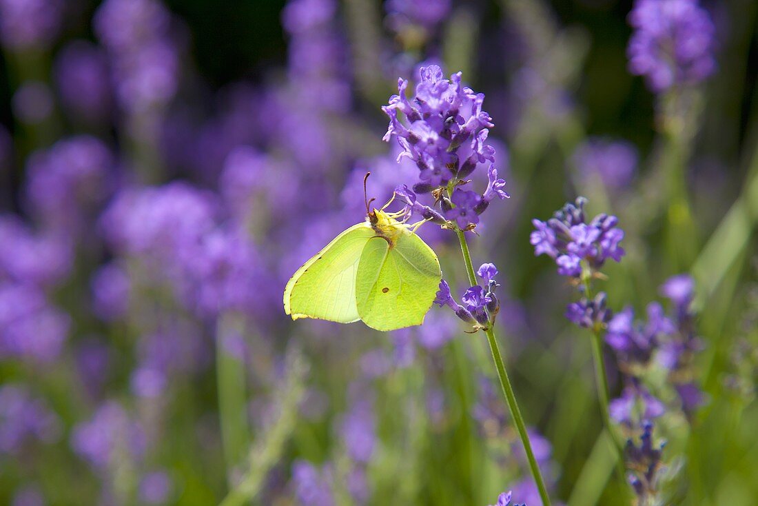 Schmetterling sitzt auf Lavendelblüte