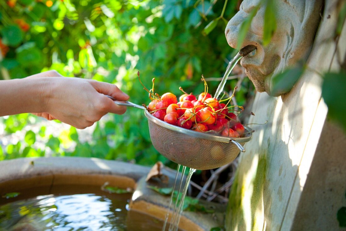 Cherries in a sieve being washed in a fountain