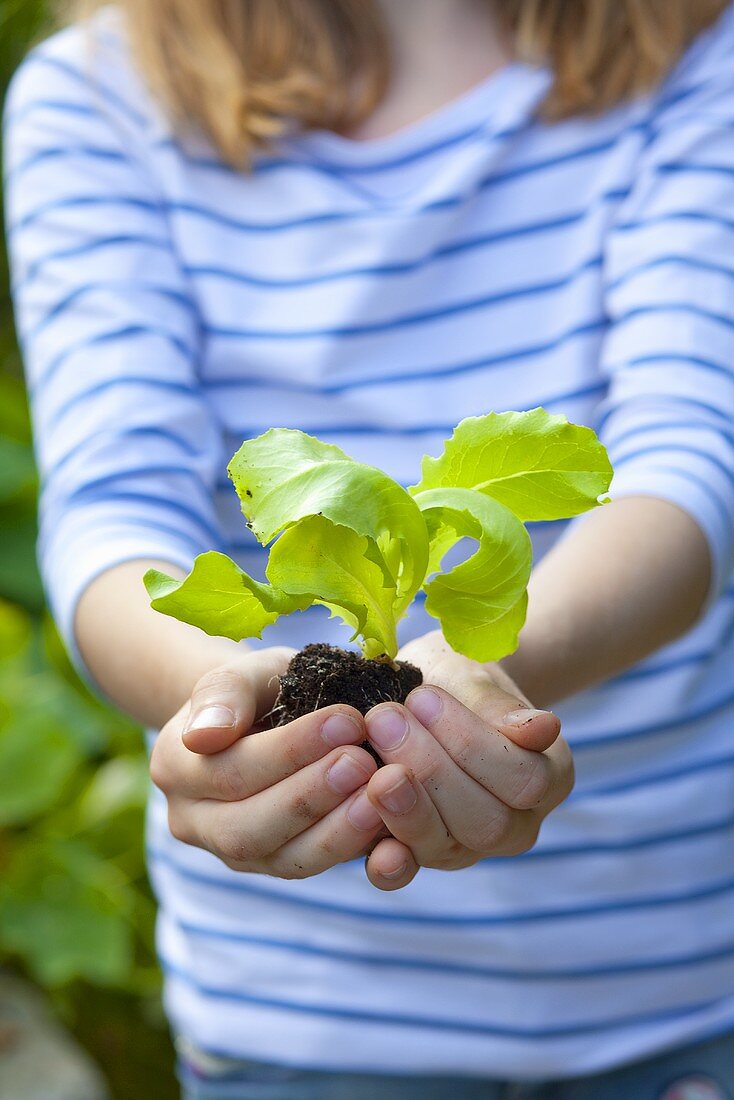 A girl holding a lettuce seedling