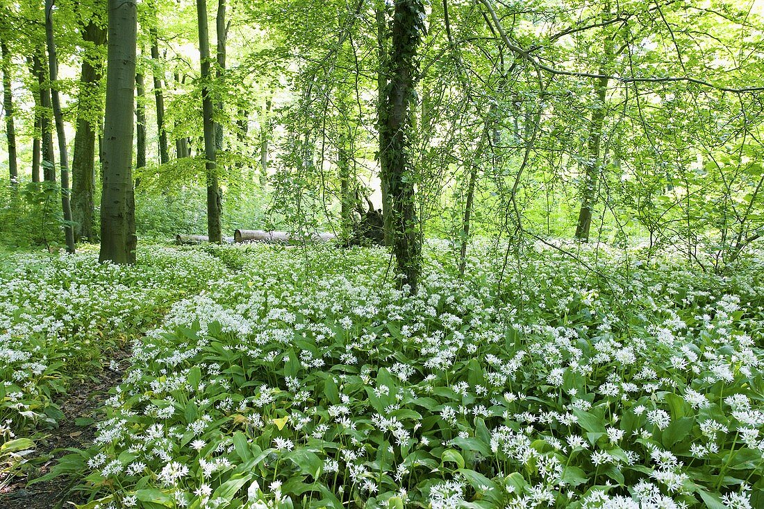 Bärlauch im Wald