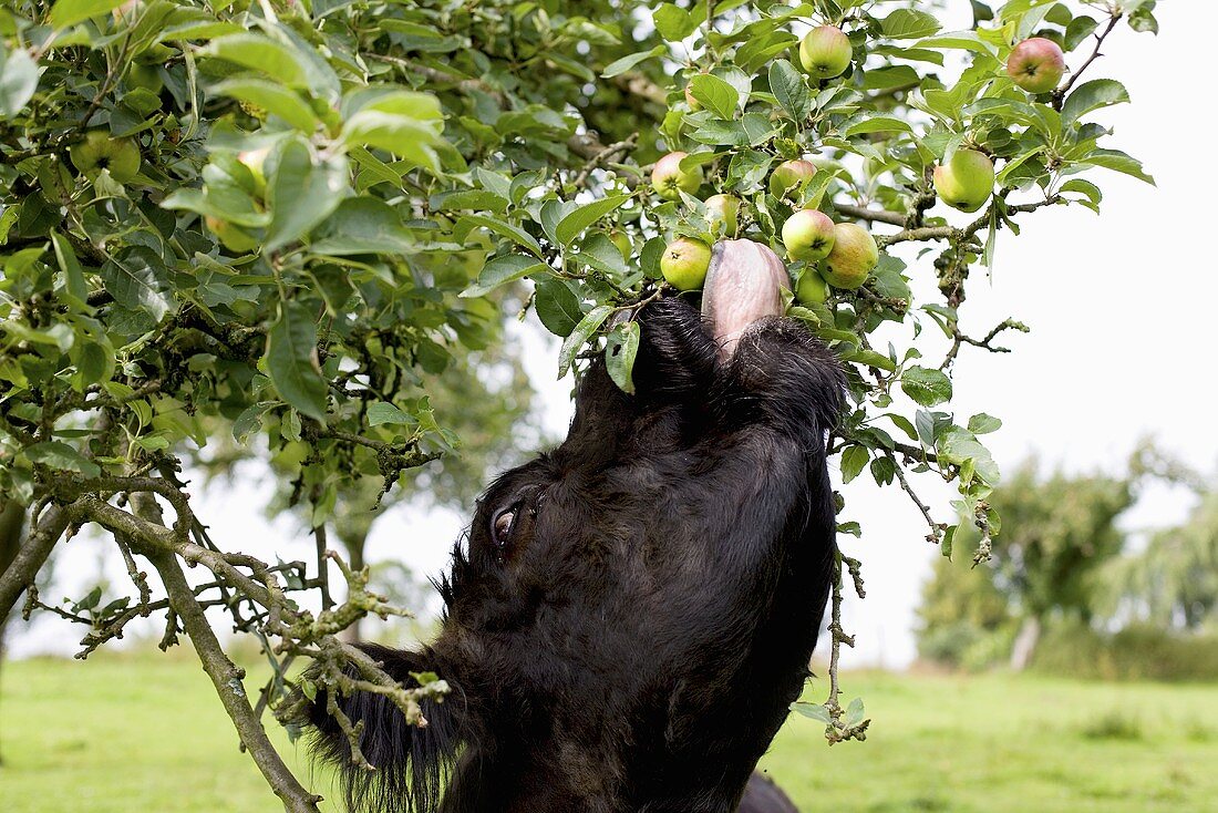 Cow eating apple from tree