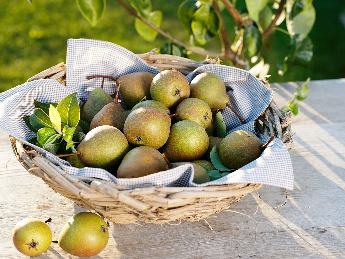 Freshly picked pears (variety 'Gute Graue') in basket