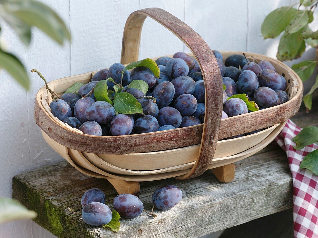 Freshly picked plums in a trug
