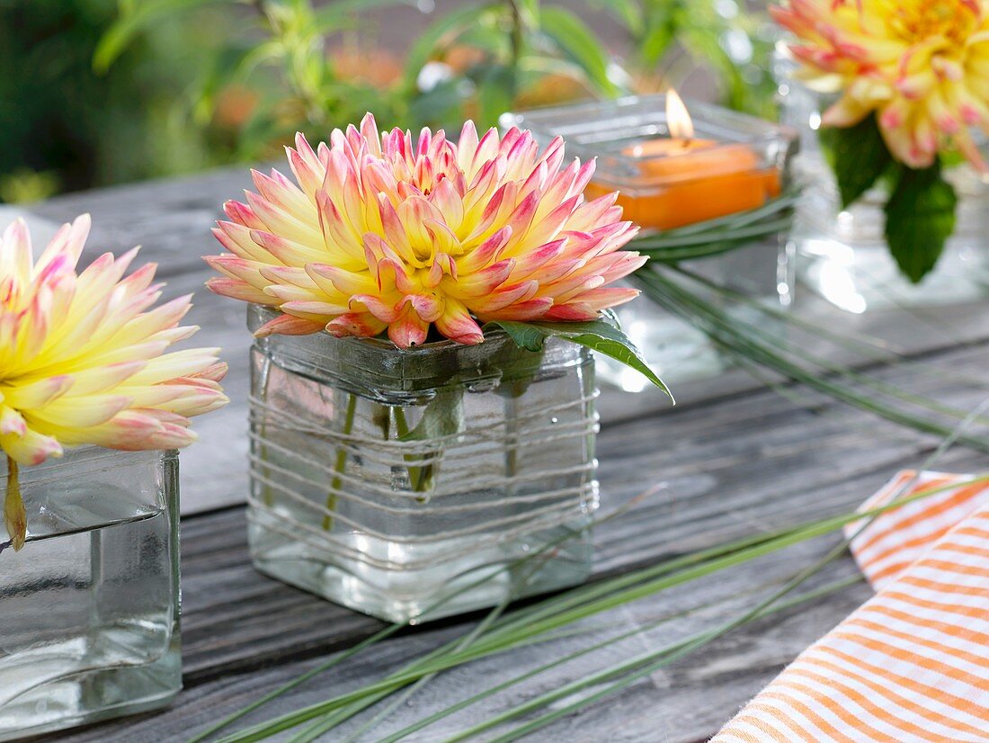 Dahlienblüte im viereckigen Glas