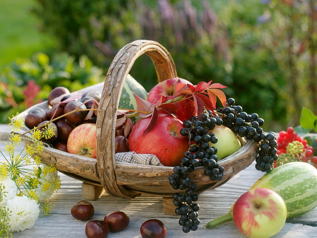 Autumn produce: apples, grapes, chestnuts, fennel & ornamental gourds