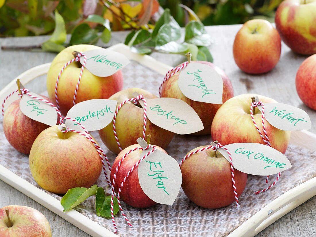 Verschiedene Apfelsorten mit Namensschildern auf Tablett